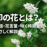 「卯の花腐し」ってどんな雨？季語としての使い方も紹介